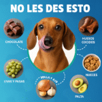 Alimentos Humanos Peligrosos para Tu Mascota Guía Esencial