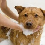 Cómo eliminar el mal olor de tu perro guía definitiva