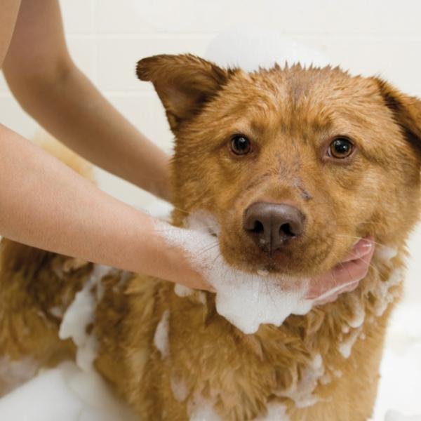 Cómo eliminar el mal olor de tu perro guía definitiva