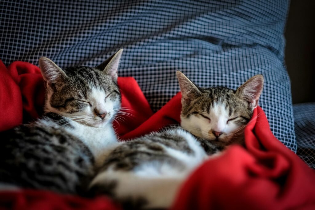 Nombres para Gatos +200 Ideas Únicas con Estilo y Personalidad