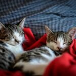 Nombres para Gatos +200 Ideas Únicas con Estilo y Personalidad