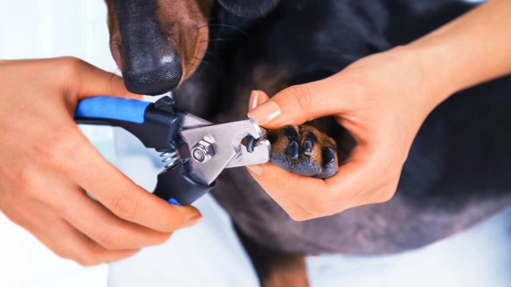 10 Consejos infalibles para cortar uñas perro sin estrés ni errores
