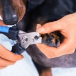 10 Consejos infalibles para cortar uñas perro sin estrés ni errores