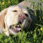 ¿Por qué mi perro come pasto Guía Veterinaria Completa (2025)