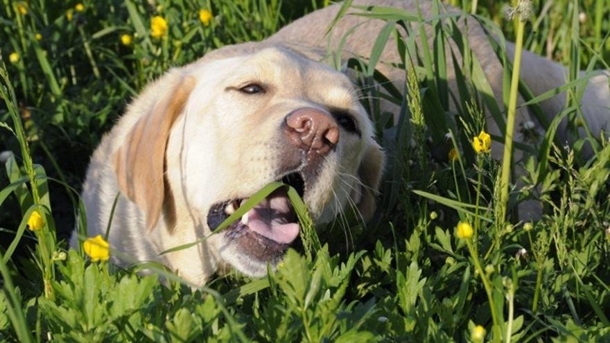 ¿Por qué mi perro come pasto Guía Veterinaria Completa (2025)